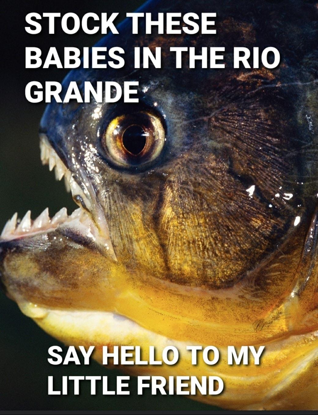 STOCK THESE BABIES IN THE RIO GRAIgDE l L LT s N 4 A SYN o Lo o YY LITTLE FRIEND