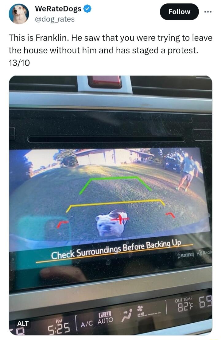 WeRateDogs m dog rates This is Franklin He saw that you were trying to leave the house without him and has staged a protest 1310