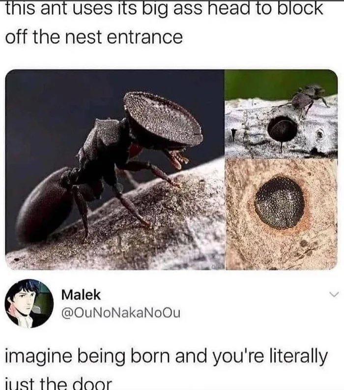 this ant uses Its big ass head to block off the nest entrance K Malek Y OuNoNakaNoOu imagine being born and youre literally itiet the door