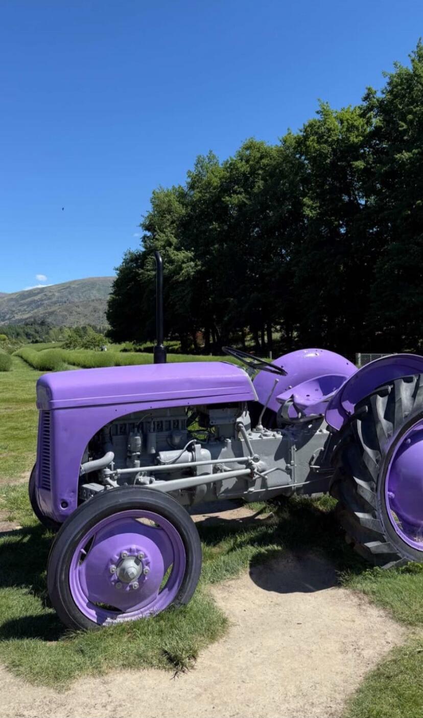 Purple vintage tractor on grass