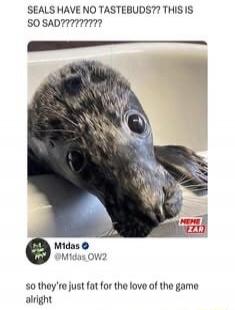 SEALS HAVE NO TASTEBUDS?? THIS IS SO SAD?????????? so they're just fat for the love of the game alright