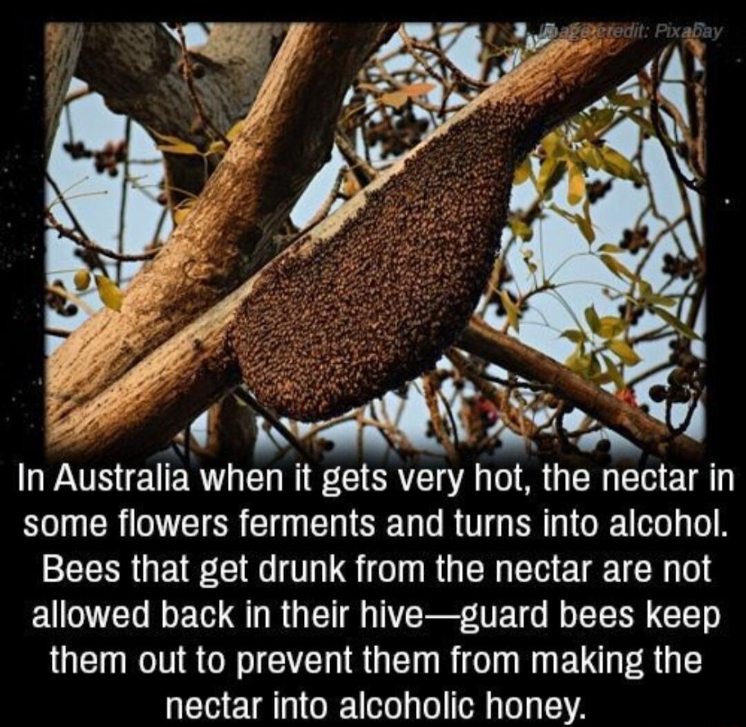 In Australia when it gets very hot the nectar in RUCR IR GO SRR TG ERGGRE U N SRR GE GG T S T RGN EHETEE TR 0 UG R R G T R I R G them out to prevent them from making the nectar into alcoholic honey
