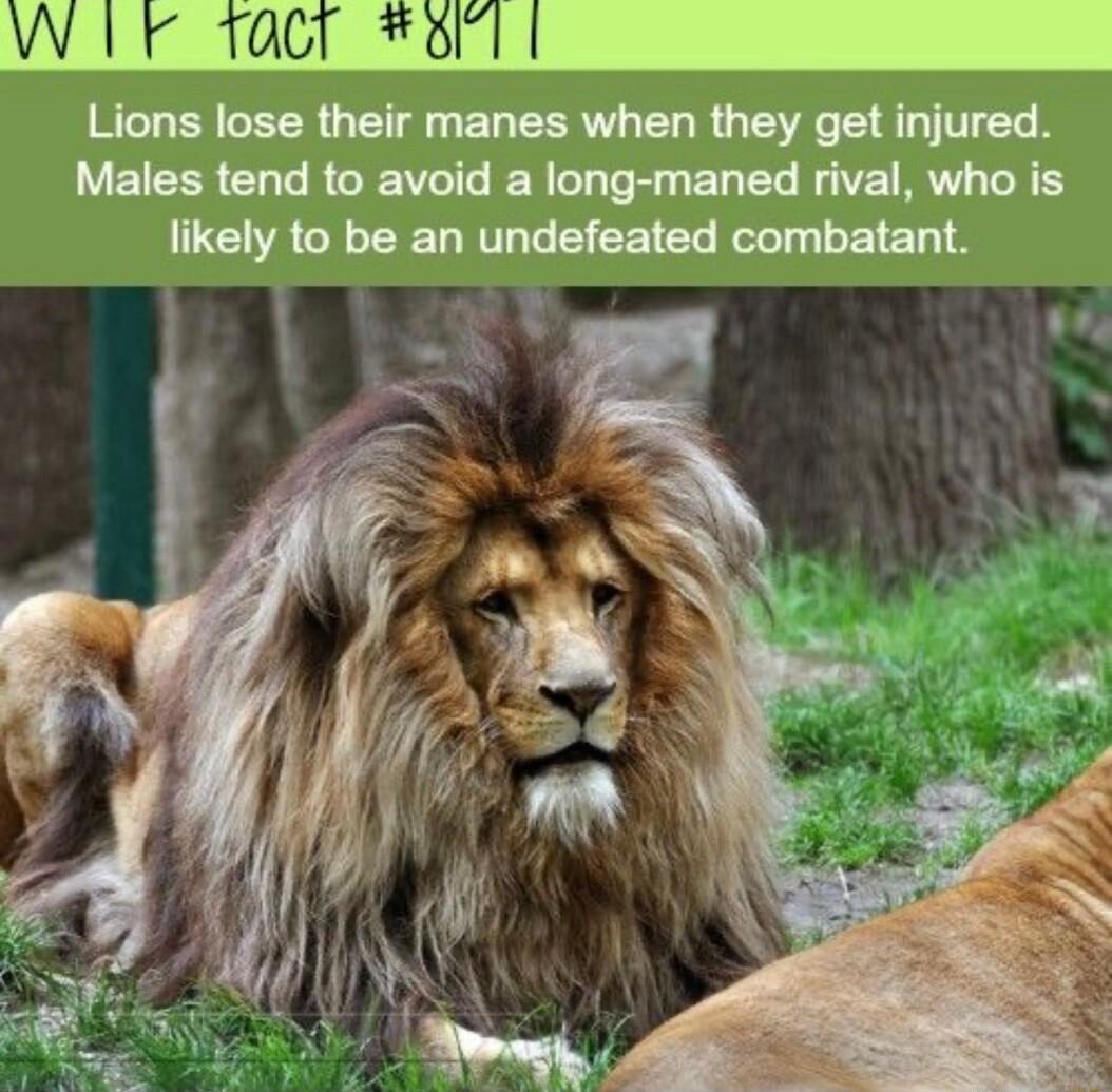 W 00T 0l Lions lose their manes when they get injured Males tend to avoid a long maned rival who is