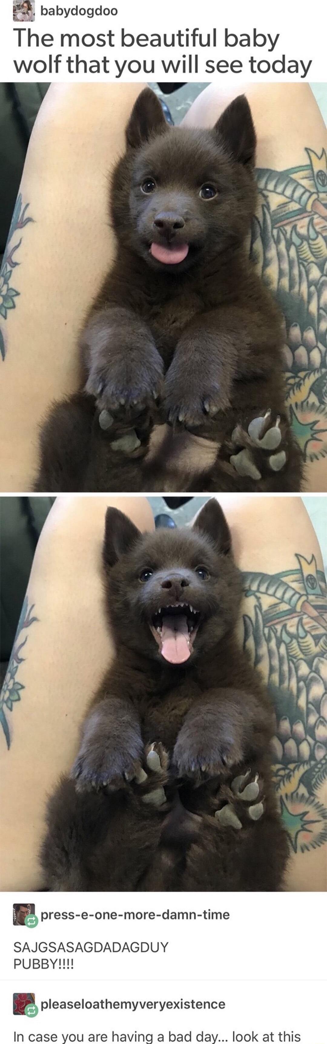 babydogdoo The most beautiful baby wolf that you will see today I oress e one more damn time SAJGSASAGDADAGDUY PuUBBY P pleaseloathemyveryexistence In case you are having a bad day look at this