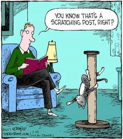 YOU KNOW THAT'S A SCRATCHING POST, RIGHT?