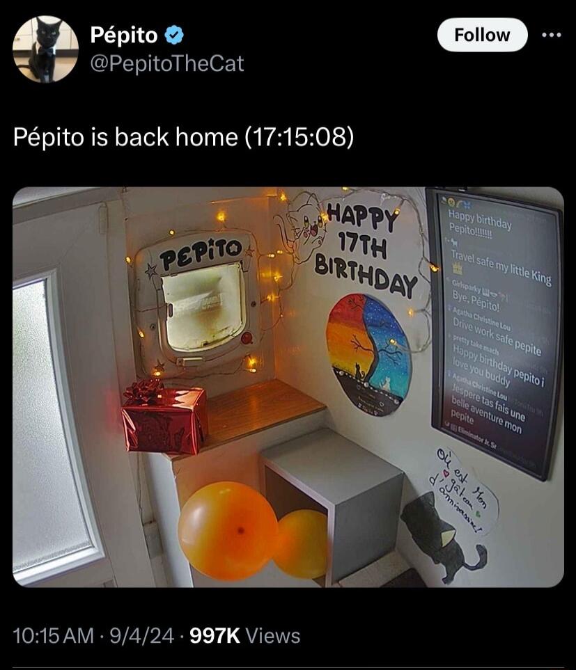 V Yoo y PepitoTheCat Ppito is back home 171508 ROREYAVER TEVPZE QU