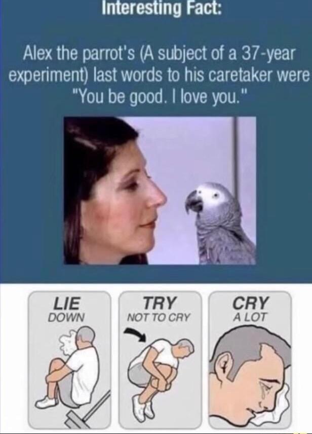 Interesting Fact Alex the parrots A subject of a 37 year experiment last words to his caretaker were You be good love you LIE TRY DOWN NOT TO CRY