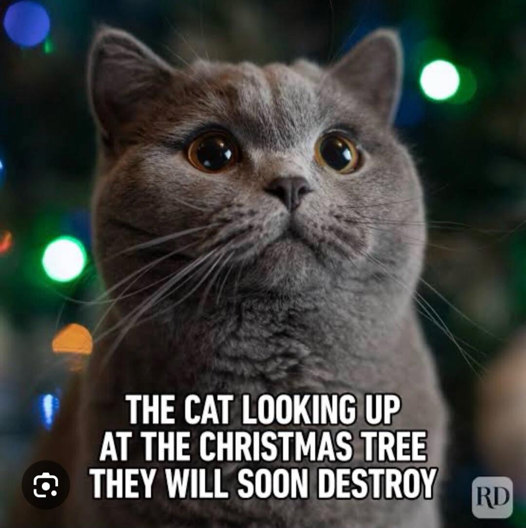 THE CAT LOOKING UP AT THE CHRISTMAS TREE THEY WILL SOON DESTROY