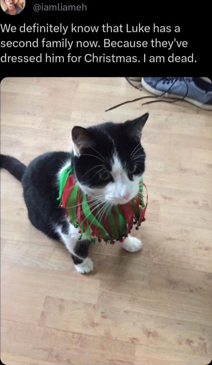 JNGEIEED We definitely know that Luke has a second family now Because theyve CICEETTC L TR oI O IR EEM Ty N ETe R