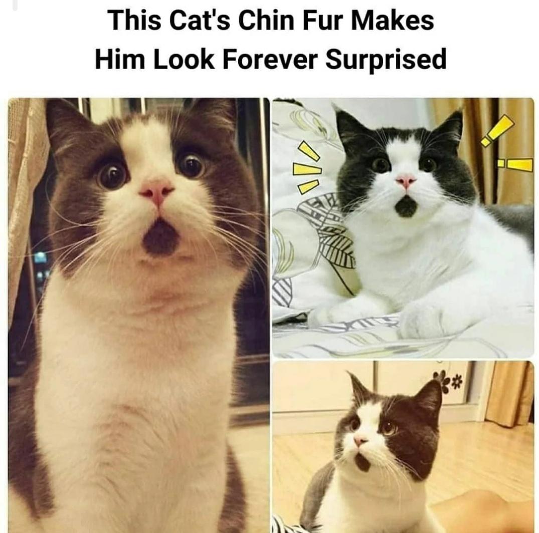 This Cats Chin Fur Makes Him Look Forever Surprised