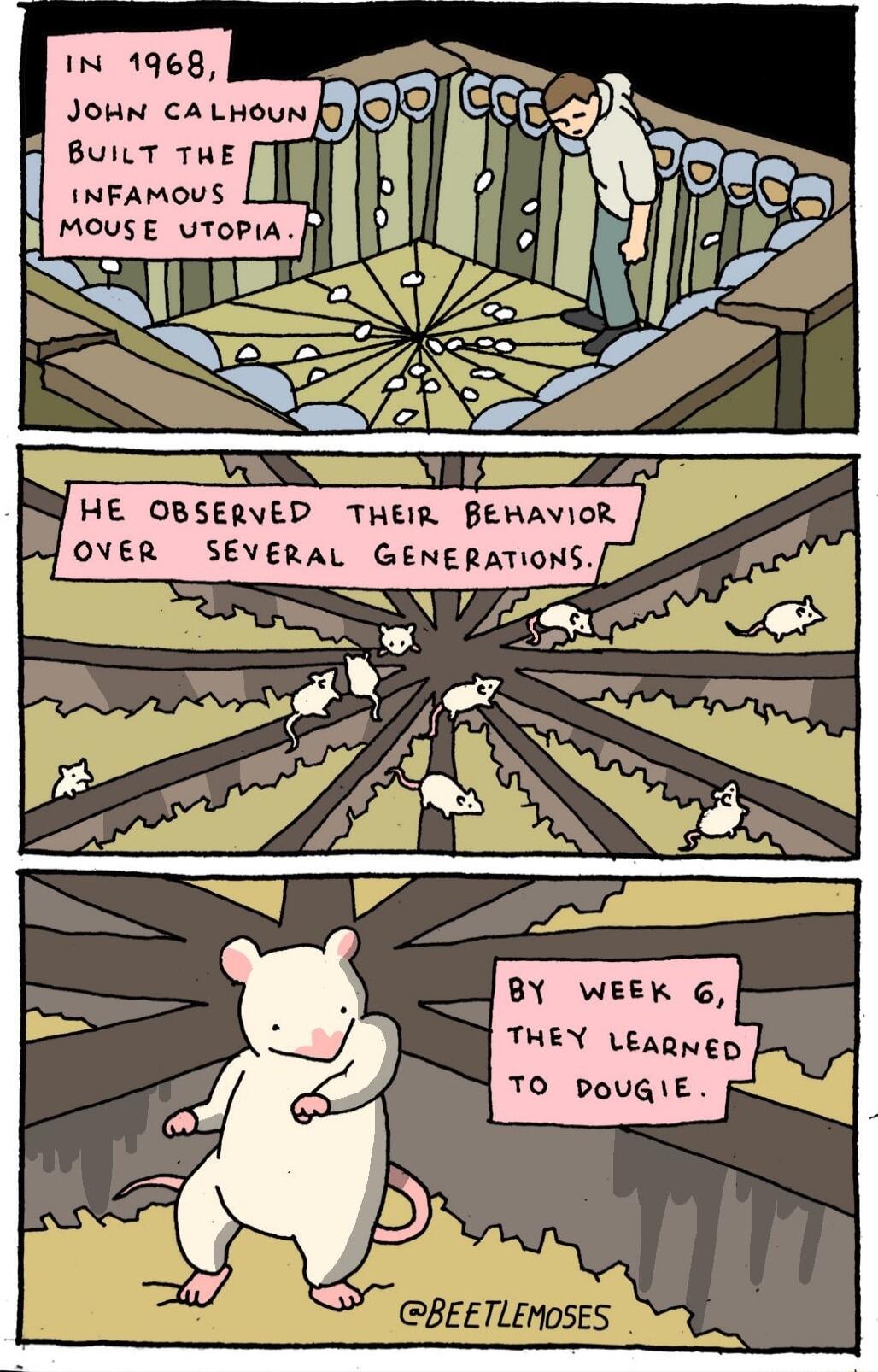 INFAMOUS l BUILT THE Mouse utopia JHE 0BSERVED THEm BEmavioR OVER BY WEEK 6 THEY Leagnep TO DoOUGIE