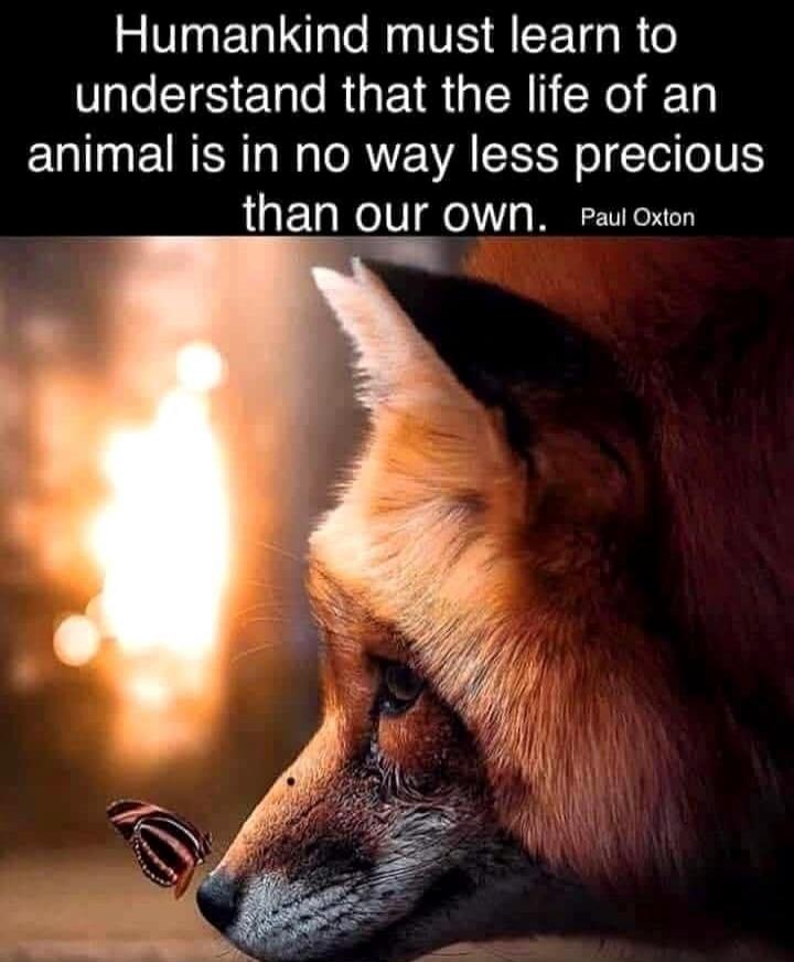 Humankind must learn to understand that the life of an animal is in no way less precious than our own. Paul Oxton