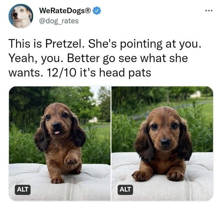 WeRateDogs dog_rates This is Pretzel Shes pointing at you Yeah you Better go see what she wants 1210 its head pats 5 5