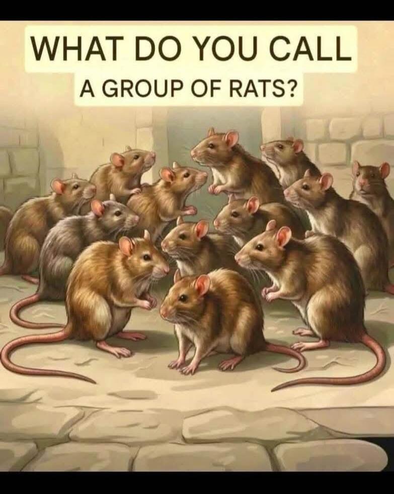 WHAT DO YOU CALL A GROUP OF RATS?