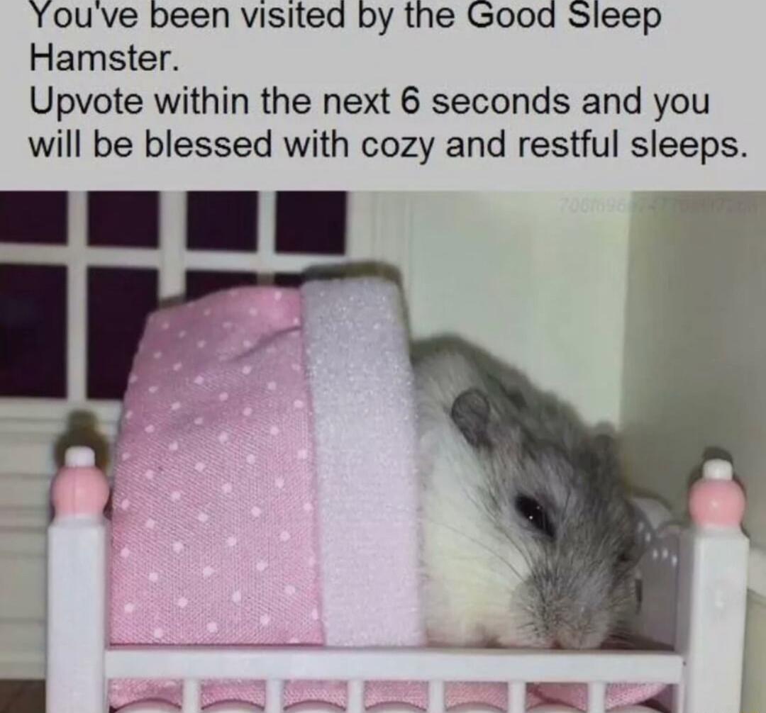 Youve been visited by the Good Sleep Hamster Upvote within the next 6 seconds and you will be blessed with cozy and restful sleeps