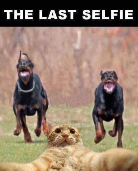 THE LAST SELFIE