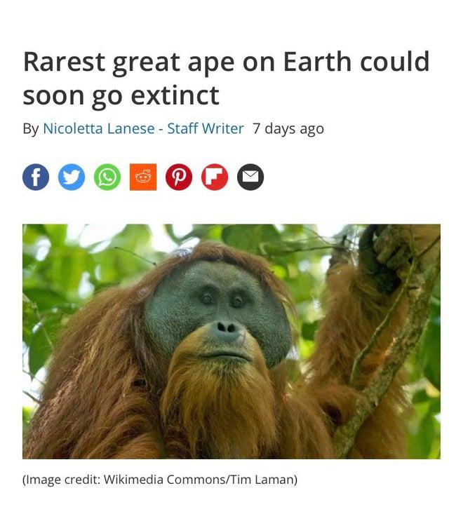 Rarest great ape on Earth could soon go extinct By Nicoletta Lanese Staff Writer 7 days ago 00OPHOGO Image credit Wikimedia CommonsTim Laman