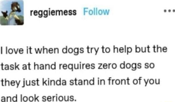 reggiemess Follow o love it when dogs try to help but the task at hand requires zero dogs so they just kinda stand in front of you and look serious