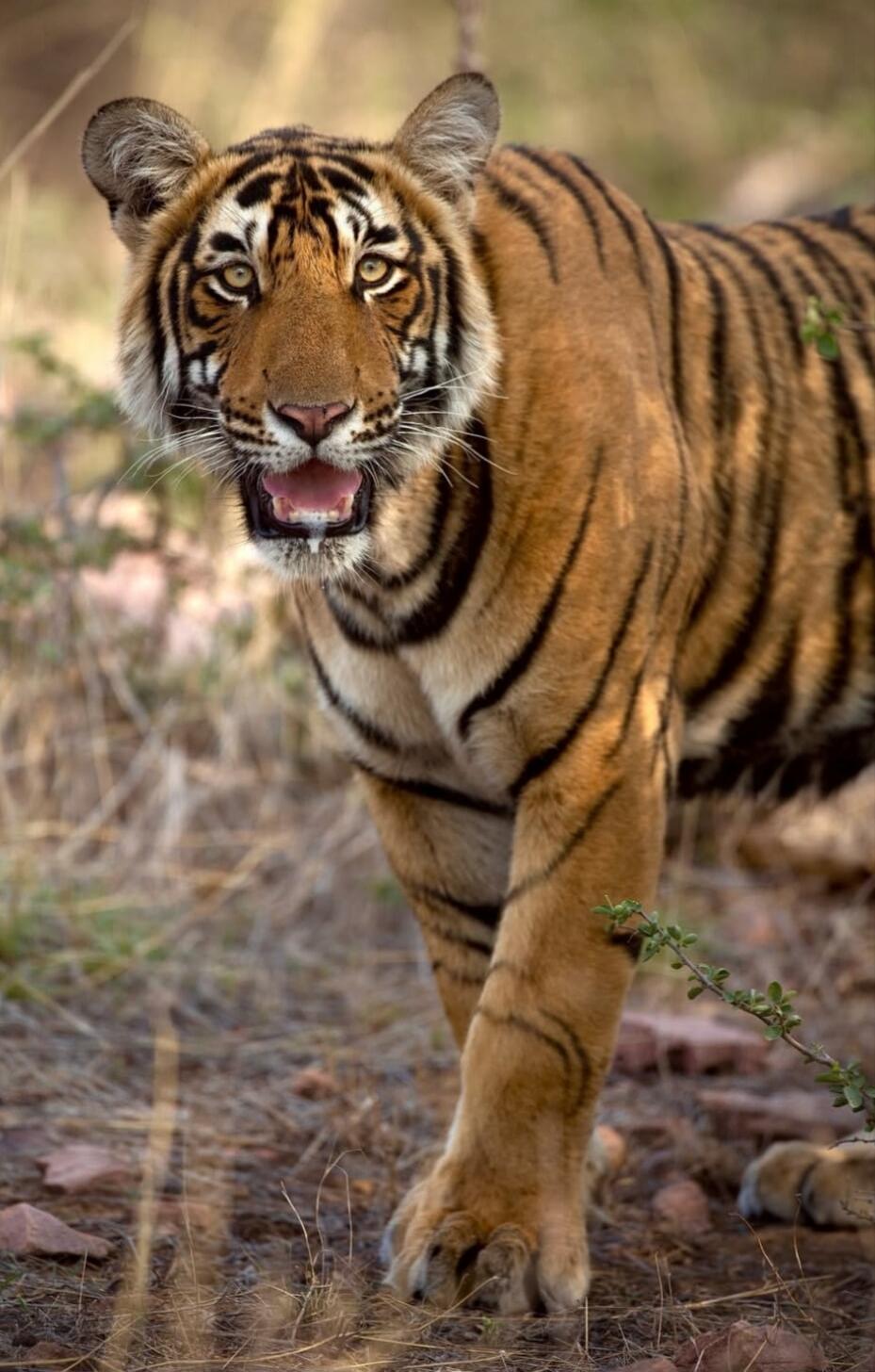 A tiger walking toward the camera with mouth open, showing teeth.