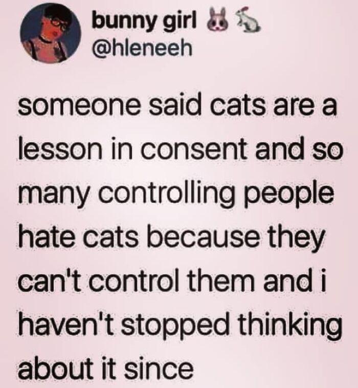 bunny girl 5 hleneeh someone said cats are a lesson in consent and so many controlling people hate cats because they cant control them and i havent stopped thinking about it since