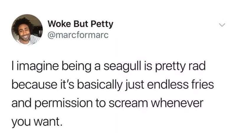 Woke But Petty marcformarc imagine being a seagull is pretty rad because its basically just endless fries and permission to scream whenever you want