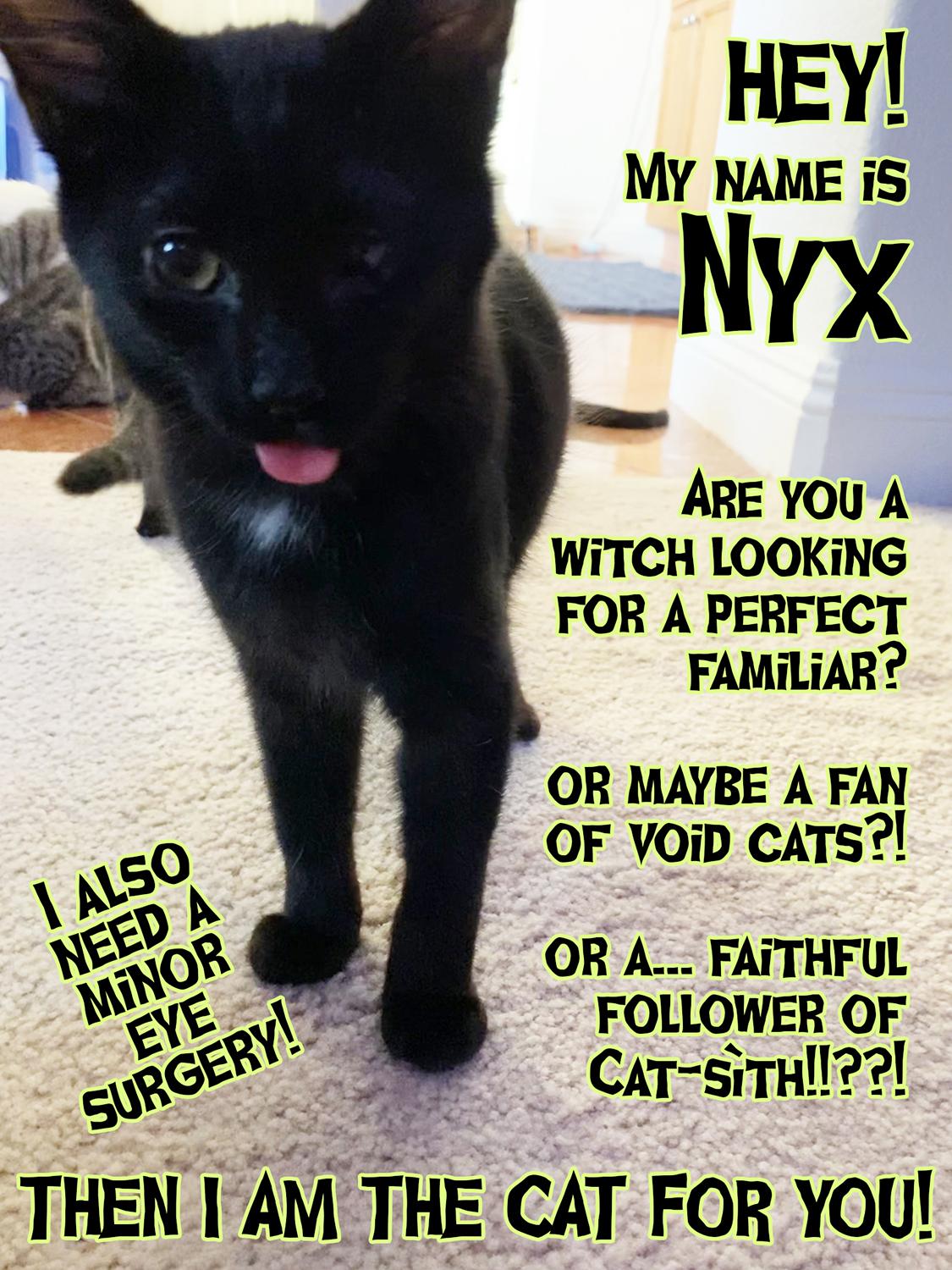 ARE YOU A WIiTCH LOOKING FOR A PERFECT FAMILiAR OR MAYBE A FAN 250 OF VOiD CATS 2 B OR A FAITHFUL W G FOLLOWER OF W Cur 5THIlR THEN I AM THE CAT FOR YOU