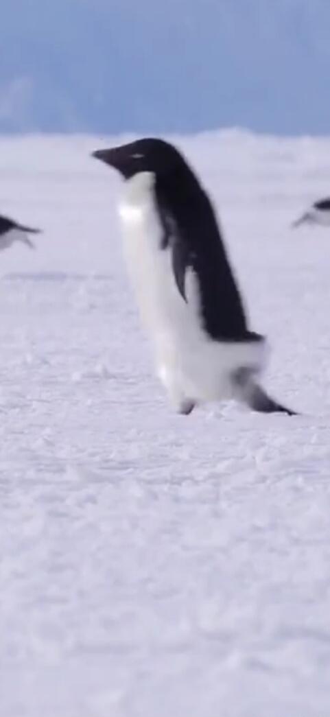 A penguin waddling across a vast expanse of snow and ice, with other penguins faintly visible in the distance.