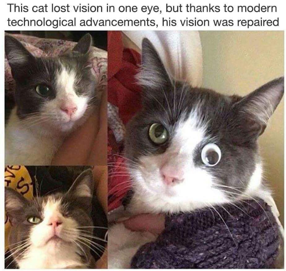 This cat lost vision in one eye but thanks to modern technological advancements his vision was repaired