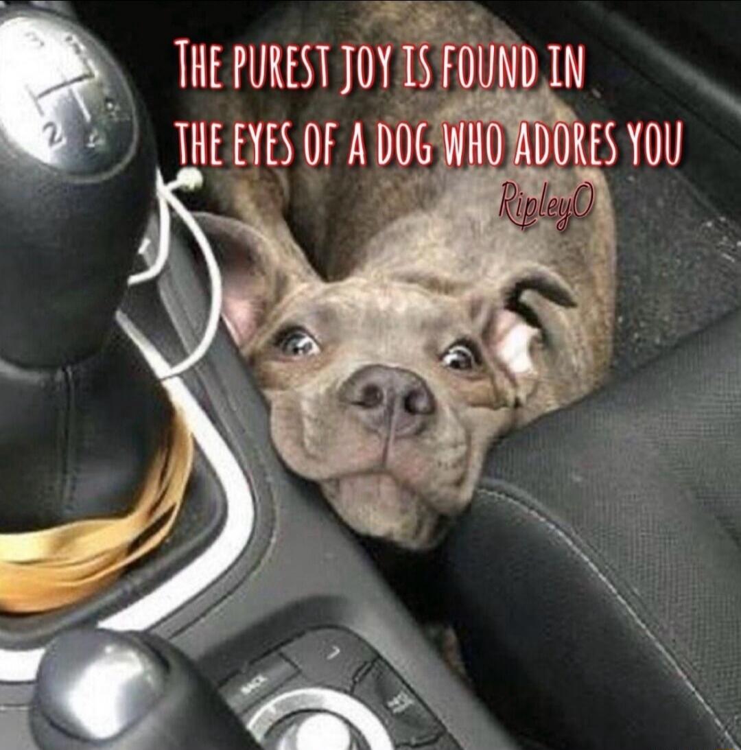THE PUREST JOY IS FOUND IN THE EYES OF A DOG WHO ADORES YOU RipleyO