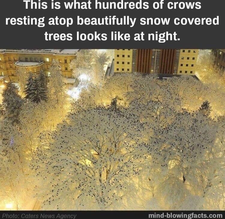 GG R G T A VAT T trees looks like at night mind blowing