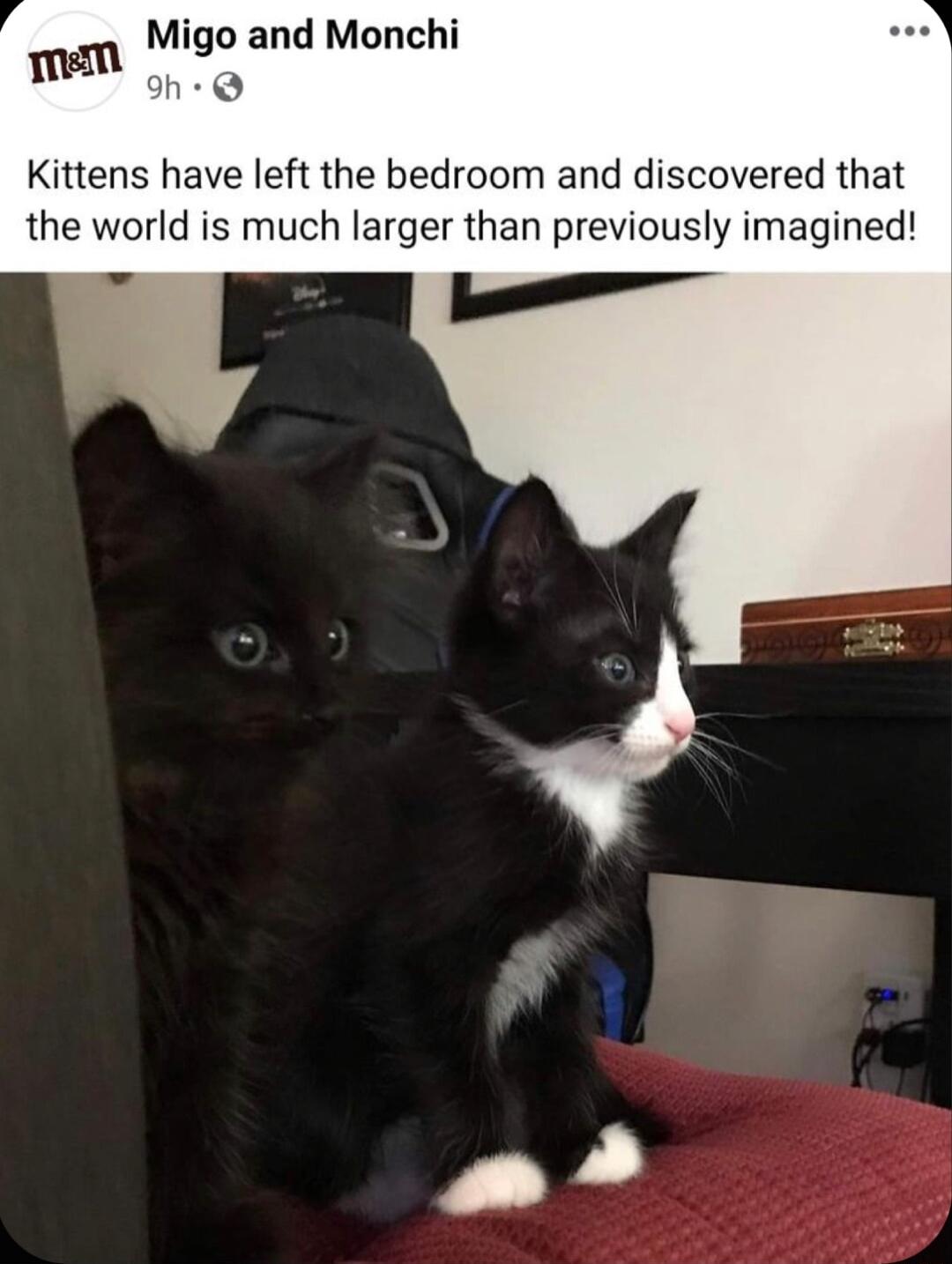 Mlgo and Monchi mem Kittens have left the bedroom and discovered that the world is much larger than previously imagined