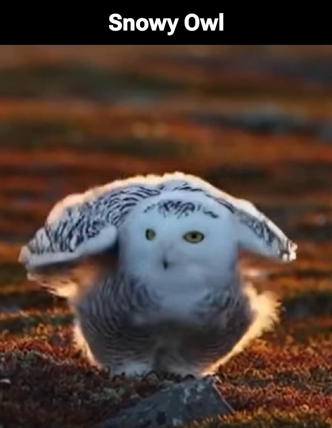 Snowy Owl