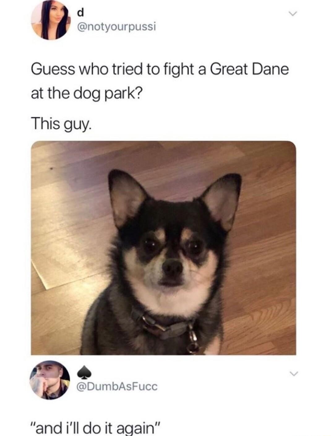 d notyourpussi Guess who tried to fight a Great Dane at the dog park This guy L DumbAsFucc andill do it again