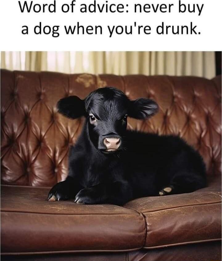 dvice never buy a dog when youre drunk