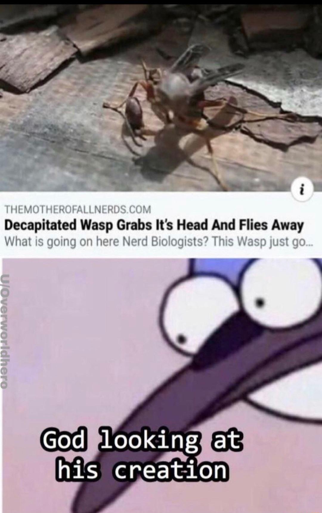 Decapitated Wasp Grabs Its Head And Flies Away 3