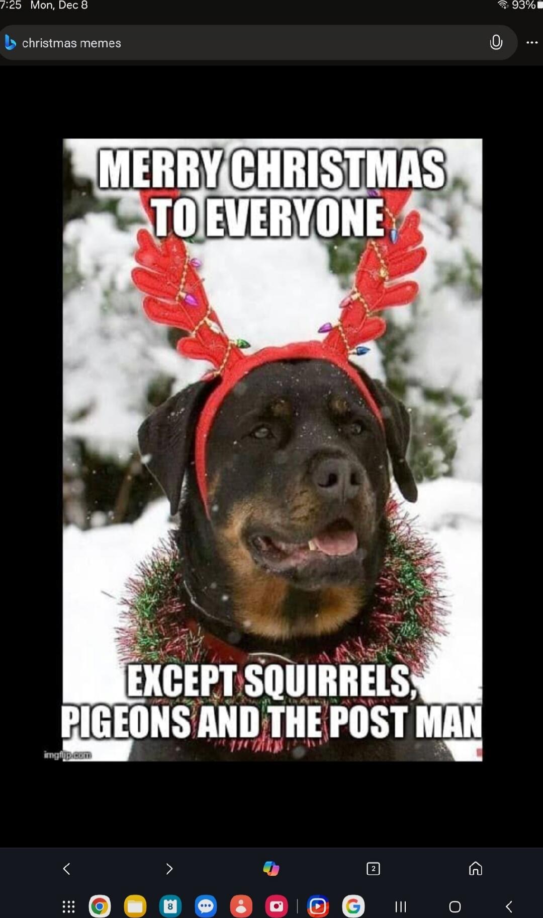 MERRY CHRISTMAS TO EVERYONE EXCEPT SQUIRRELS, PIGEONS AND THE POST MAN