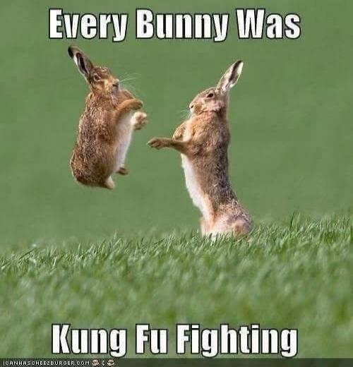 Every Bunny Was Kung Fu Fighting