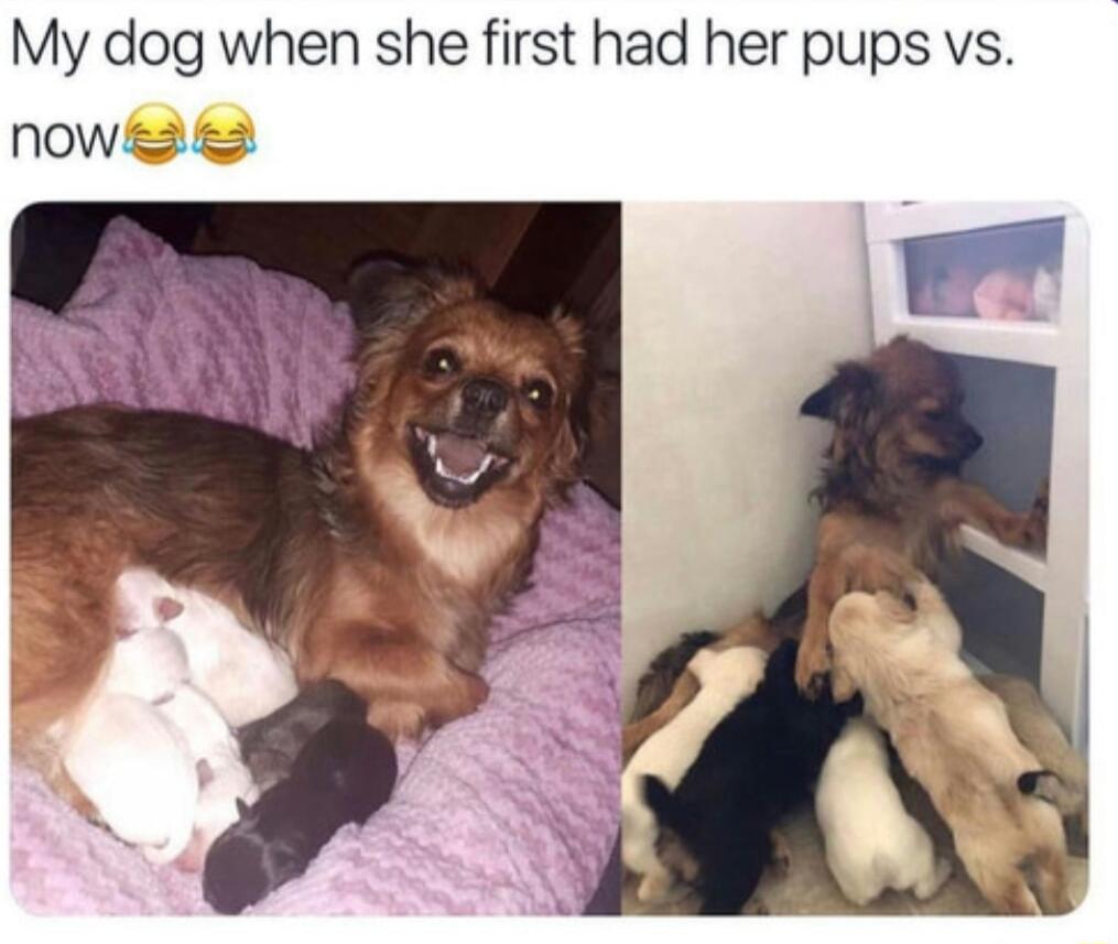 My dog when she first had her pups vs nowgas