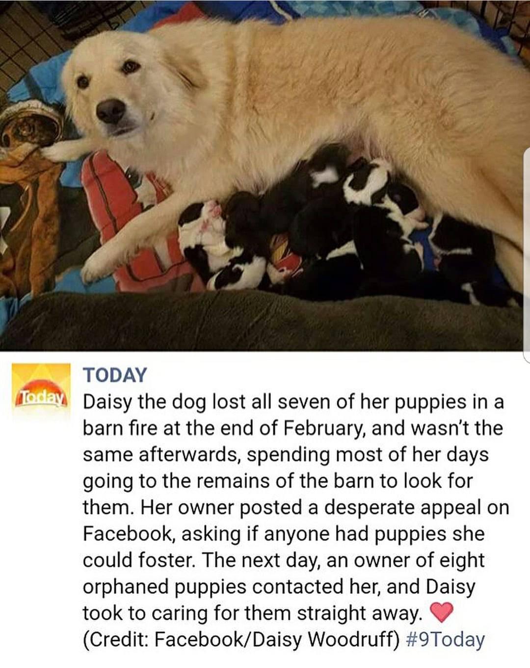 TODAY Daisy the dog lost all seven of her puppies in a barn fire at the end of February and wasnt the same afterwards spending most of her days going to the remains of the barn to look for them Her owner posted a desperate appeal on Facebook asking if anyone had puppies she could foster The next day an owner of eight orphaned puppies contacted her and Daisy took to caring for them straight away Cr