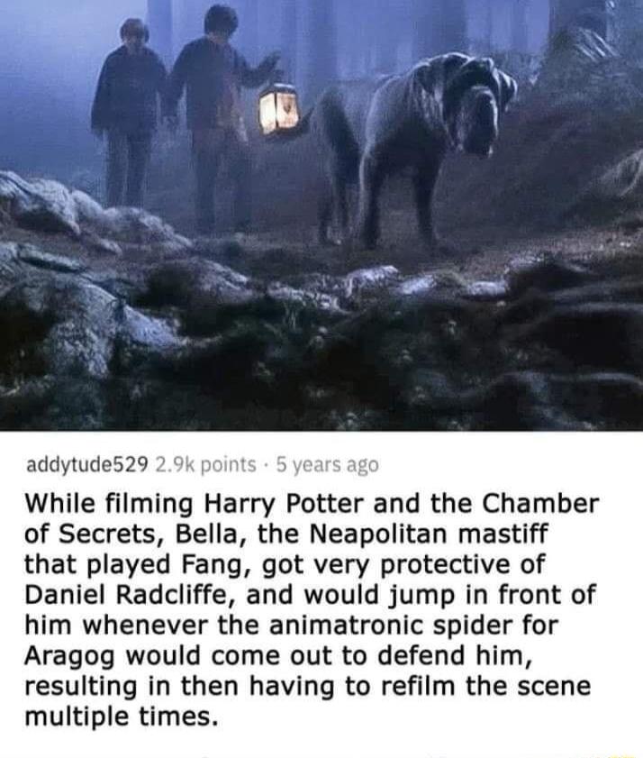 addytude529 While filming Harry Potter and the Chamber of Secrets Bella the Neapolitan mastiff that played Fang got very protective of Daniel Radcliffe and would jump in front of him whenever the animatronic spider for Aragog would come out to defend him resulting in then having to refilm the scene multiple times