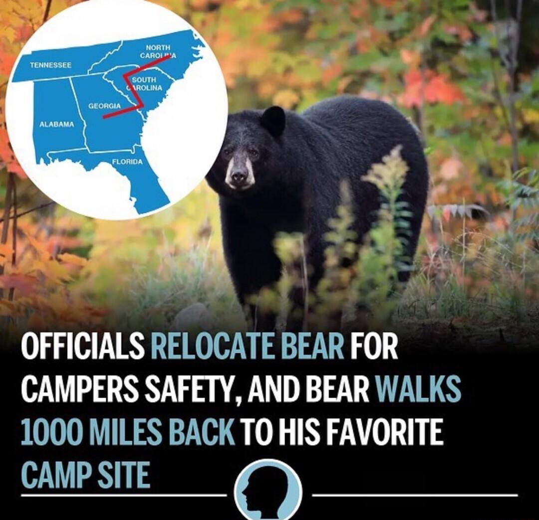 OFFICIALS RELOCATE BEAR FOR CAMPERS SAFETY AND BEAR WALKS 1000 MILES BACK TO HIS FAVORITE CAMP SITE O