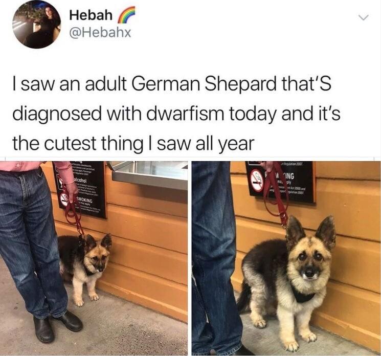 saw an adult German Shepard thatS diagnosed with dwarfism today and its the cutest thing saw all year T