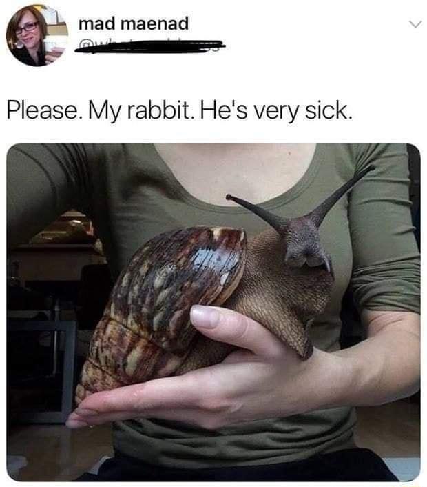 mad maenad L Please My rabbit Hes very sick