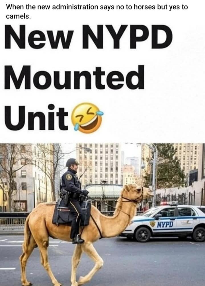 When the new administration says no to horses but yes to camels. New NYPD Mounted Unit 😂