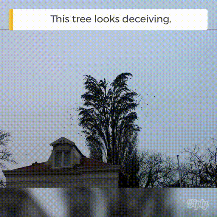 This tree looks deceiving