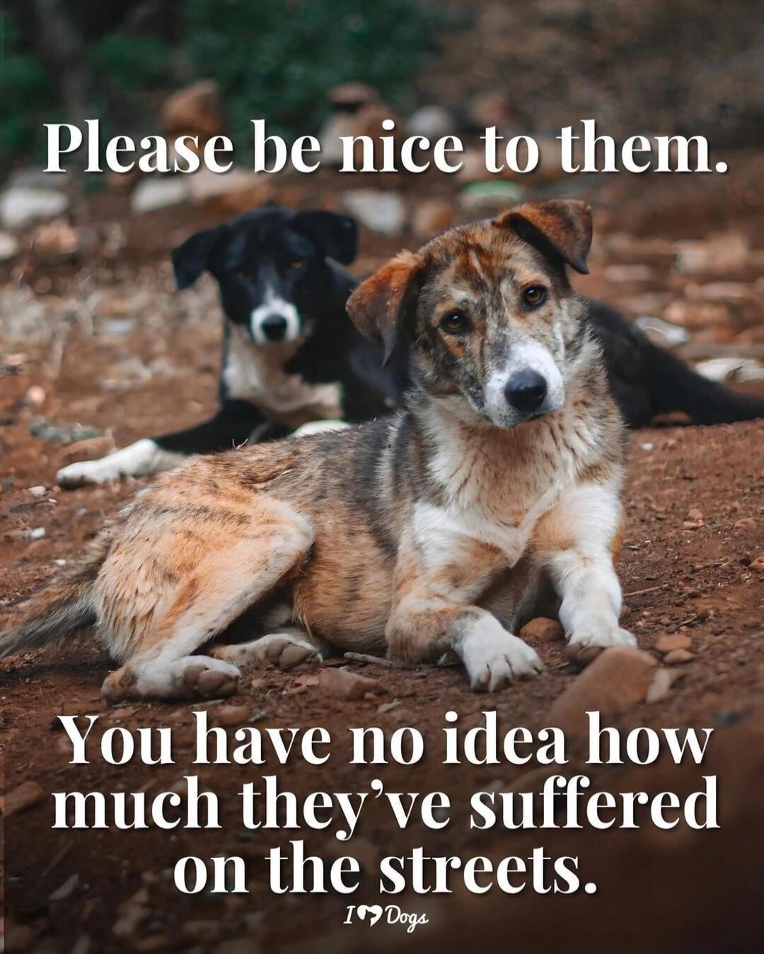 Please be nice to them. You have no idea how much they've suffered on the streets. I love Dogs