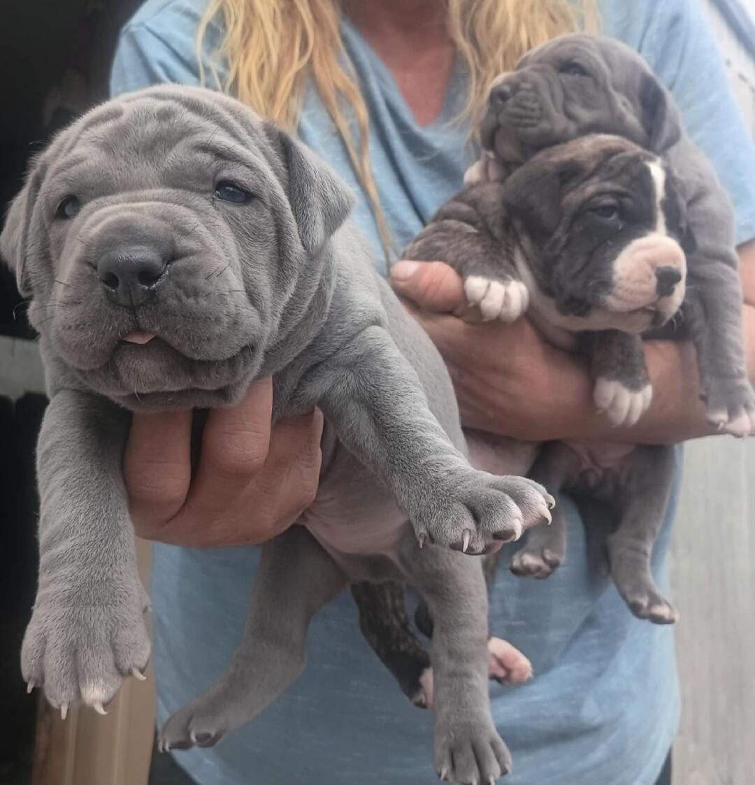 Two small puppies being held.