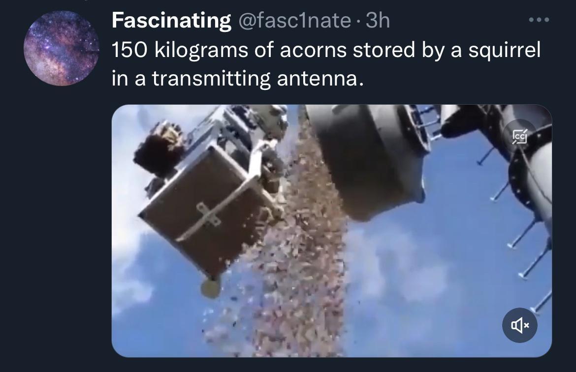 ng fascinate 3h Q 150 kilograms of acorns stored by a squirrel in a transmitting antenna