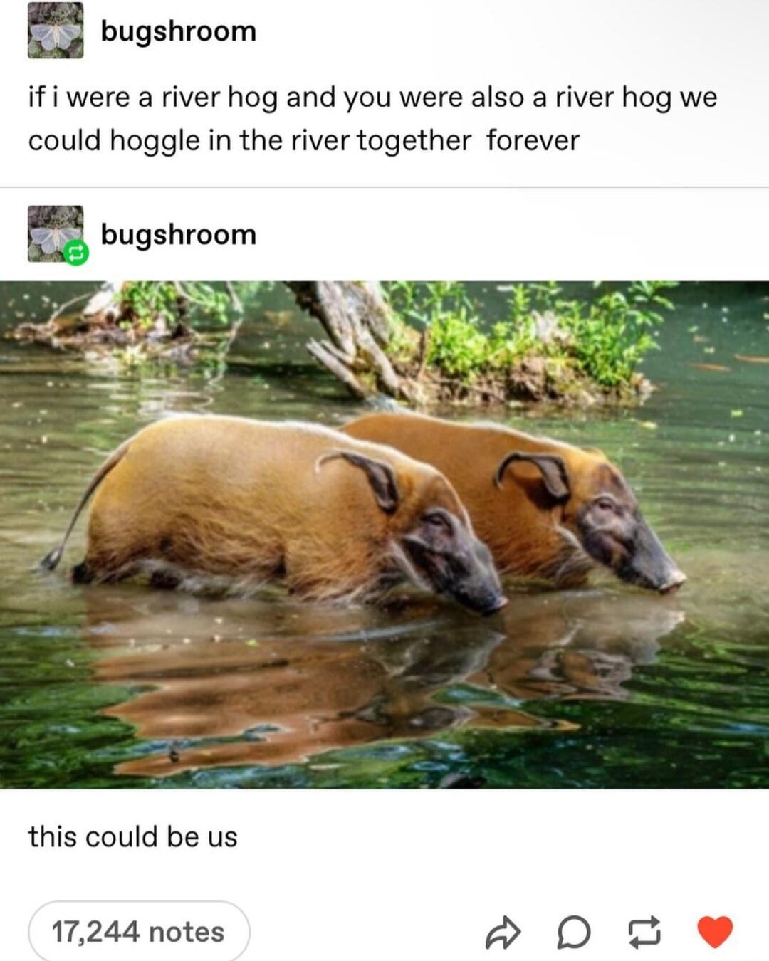 53 bugshroom if i were a river hog and you were also a river hog we could hoggle in the river together forever a bugshroom this could be us 17244 notes