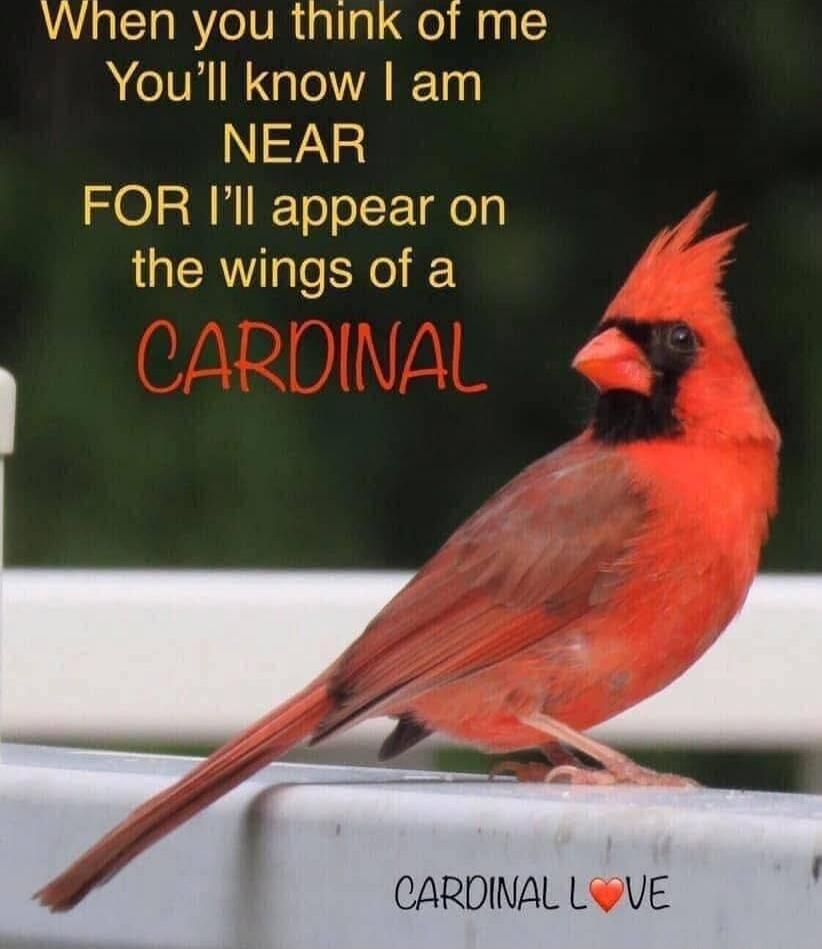 When you think of me You'll know I am NEAR FOR I’ll appear on the wings of a CARDINAL